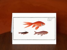 Gold-Fish (Cyprinus Auratus)