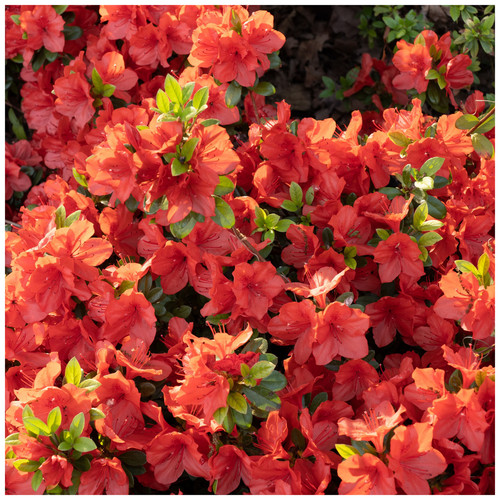 Azalea rhododendron geisha - azalea,