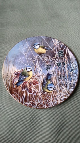 Winter bluetit coalport - bluetit,