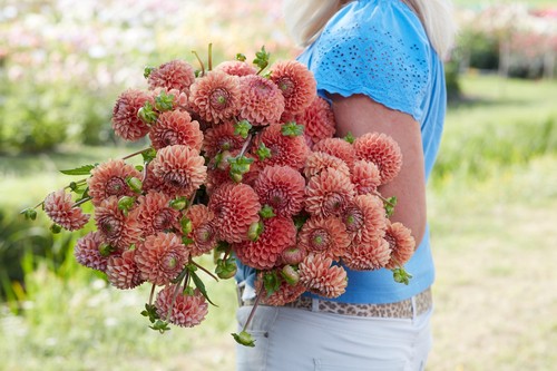 Dahlia tuber cornel brons - tuber,