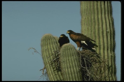 196068 nesting harris hawks - nesting, a4