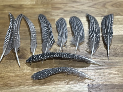 Guinea fowl wing feathers x10 - wing,