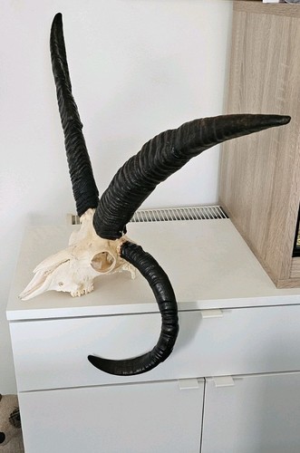Amazing horned jacob sheep - 3,