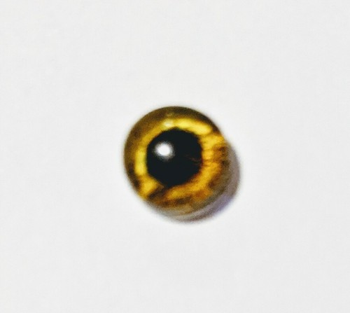 8mm glass cabachon eyes great