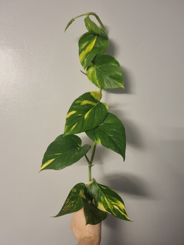 Golden pothos plant - ,, well
