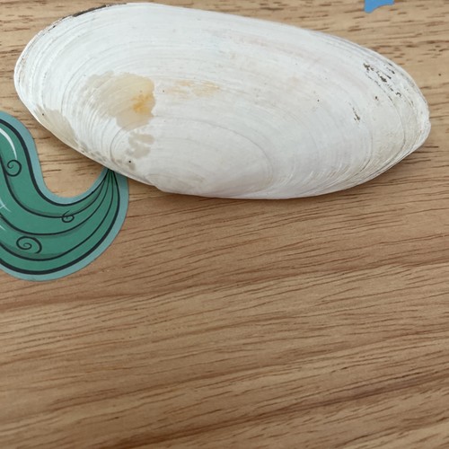 New resin large clam - clam, shell