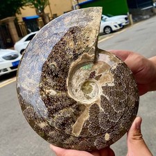 Polished Sea Shell  - Colorful Iridescent Specimen Oddity - 5.3LB