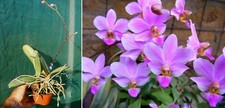Phalaenopsis Bonita, Orchid, Orchid