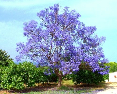 Paulownia tomentosa japan - paulownia,