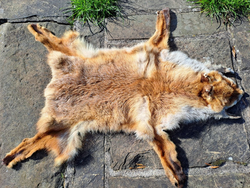 Fox fur tanned beautiful - fur,, tanned,