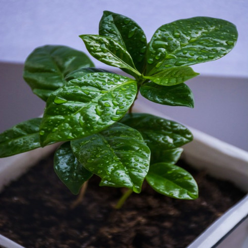 Coffea arabica caturra dwarf - arabica,