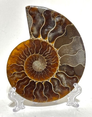 Large 117g ammonite jurassic - ammonite,