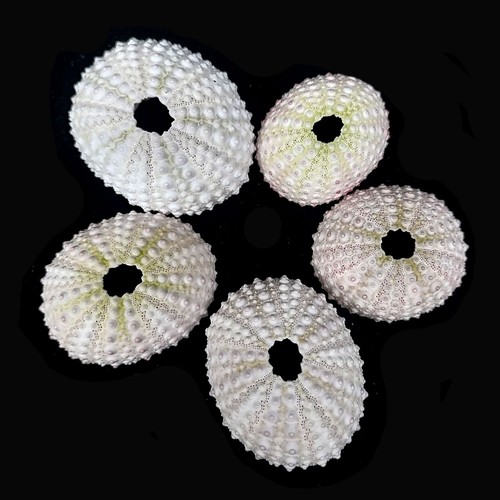 Pastel sea urchins - 5,