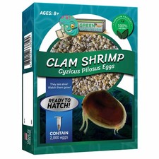 Clam Shrimp Eggs Pure 200 Eggs For Hatching and Culture