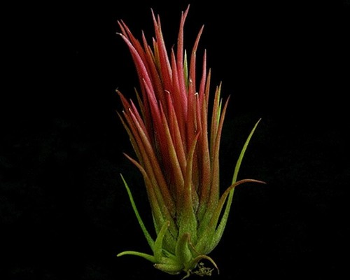 Tillandsia airplant ionantha - tillandsia,