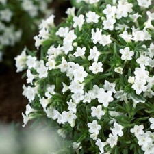 Lithodora plug plants alpine