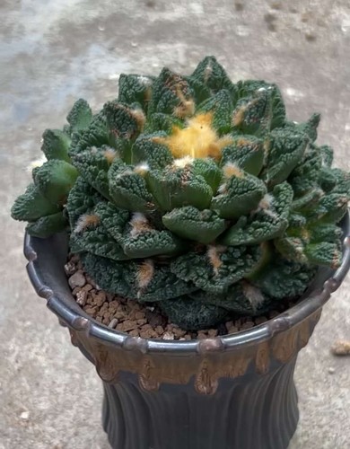 10cm rare live house plant - 10cm,