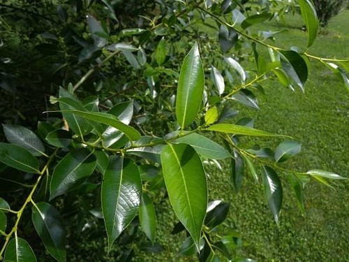 Peach leaf willow tree - 4,
