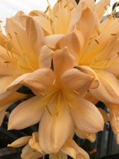 3 x Clivia Miniata - PEACH seeds. UK National Collection holders