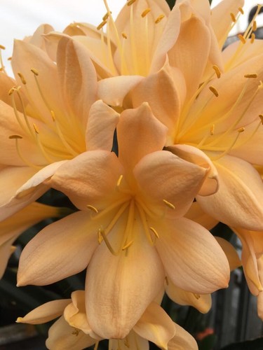 Clivia miniata peach - -,