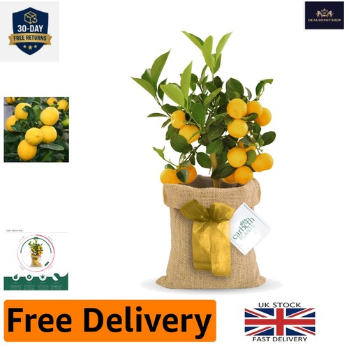 Elegant 12cm lemon tree - lemon, plant