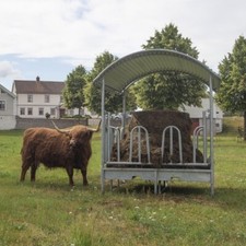 Galvanised Roofed Cattle