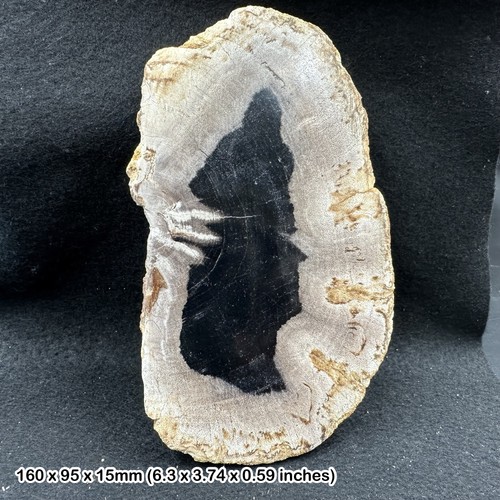 Polished palm tree petrified