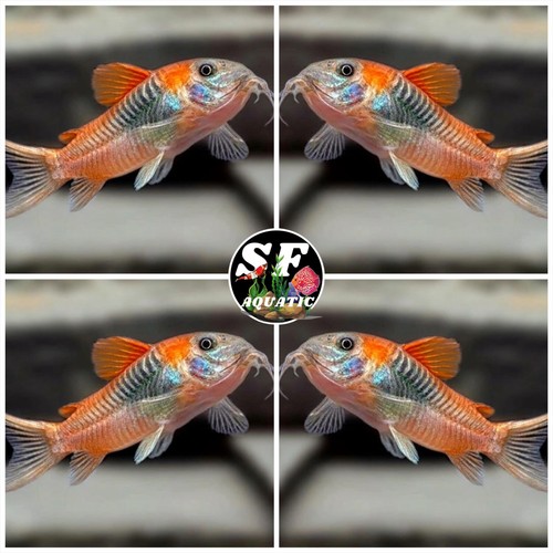 Pack corydoras aff aneus - pack, 5