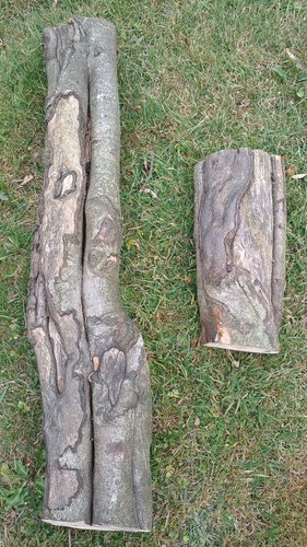 Hardwood beech tree logs