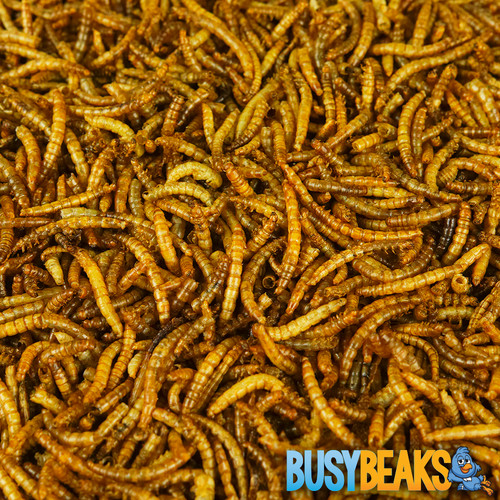 Busybeaks dried mealworms - dried,