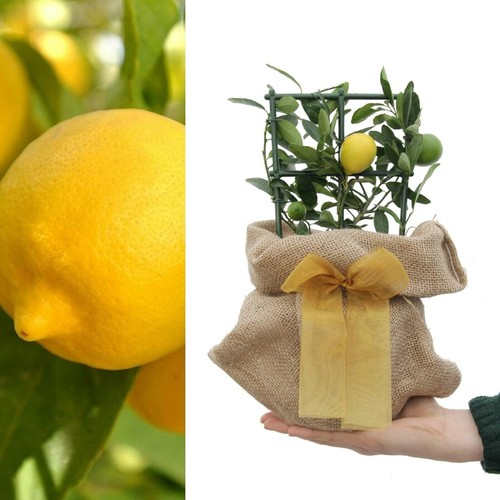 Lemon tree 12cm pot - 12cm,