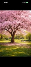 Cherry Blossom Bare Root Tree