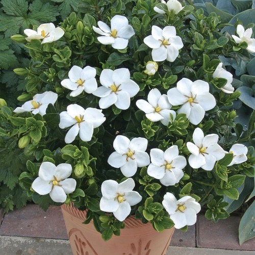 Gardenia jasminoides - gardenia,