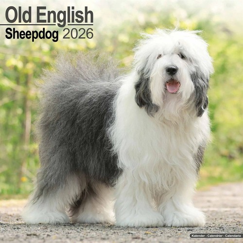 Old english sheepdog calendar - english,
