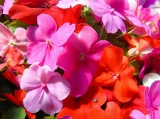 180 seeds BUSY LIZZIE MIX