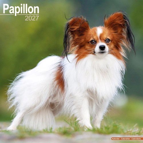 Papillon calendar 2027 wall - calendar, 2027,