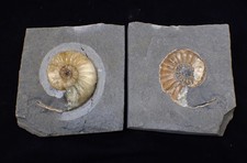 "Popped" Asteroceras obtusum ammonite fossil (66 mm) Jurassic Coast Fossils UK