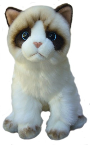 Ragdoll cat teddy ragdolls - ragdoll,