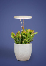 AeroGarden Stem Grow Light -