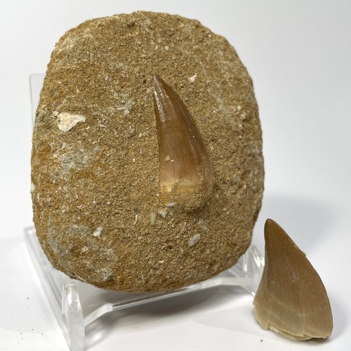Mosasaur tooth bundle with - bundle,