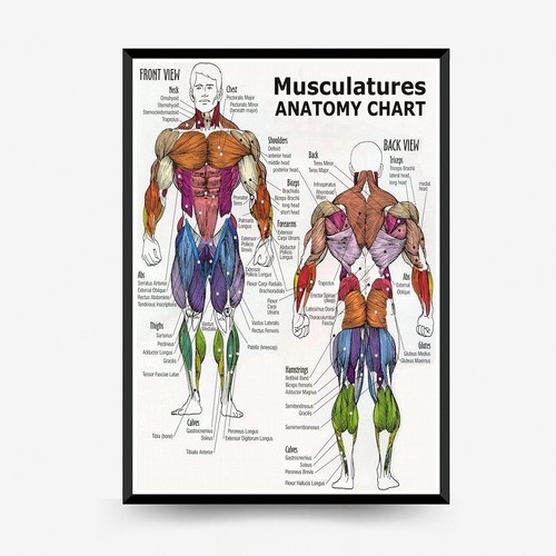 Muscle distribution anatomy - muscle,