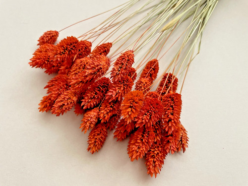 Dried flowers phalaris orange - phalaris,