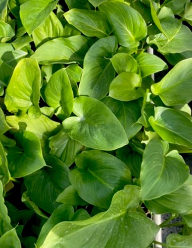 Calla lily - lily, (zantedeschia)