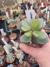 Crassula arborescens cv —