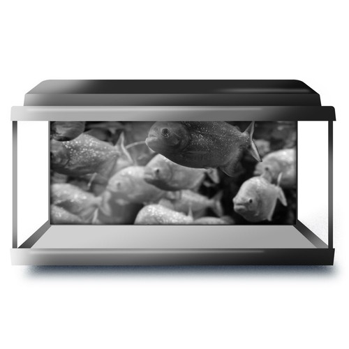 Fish tank background 90x45cm - fish,