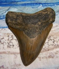 MEGALODON Shark Tooth 4" sharks teeth BIG jaw fossil REAL megladon SERRATED