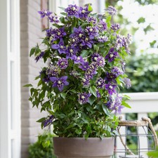 Climbing Plants, Clematis