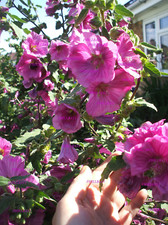 GORGEOUS PINK LAVATERA BREDON SPRINGS PLANT FLOWERING BUSH 0.5 LTR pot size