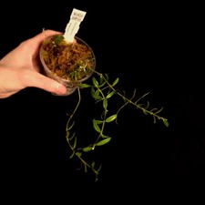 Hoya engleriana - Houseplant - P1214