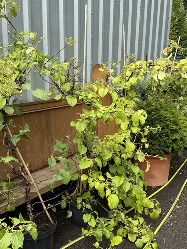 Huge approx 5ft - huge,